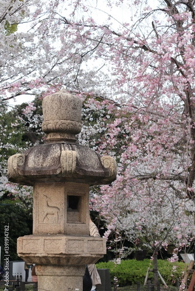 Fototapeta 東京の風景　靖国神社　桜