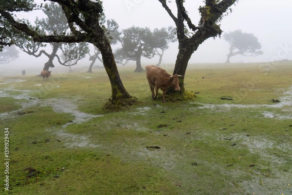 Fototapeta cows in the final forest in the mist and rain Portugal 