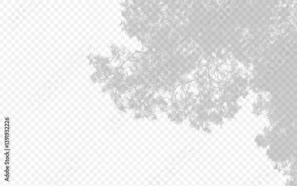 Fototapeta Shadow overlay from a pine tree branch isolated on a transparent background.