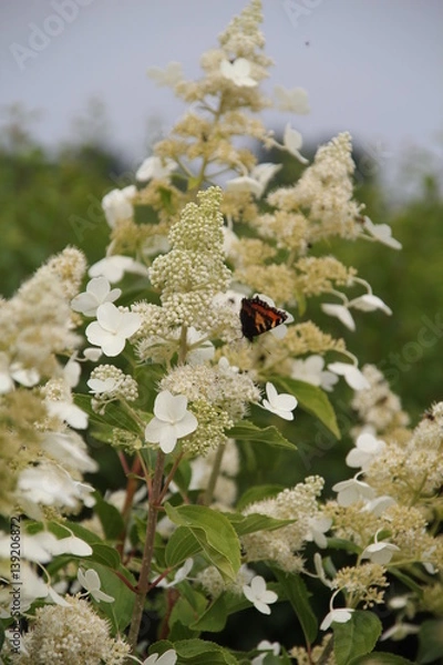 Obraz Hydrangea paniculata Kyushu Blüte mit Schmetterling