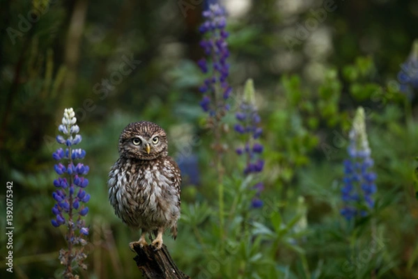 Obraz Owl in lupine. Little owl, Athene noctua, perched in blue-pod lupine flowers on forest meadow. Owl of Athena in natural habitat. Beautiful bird with yellow eyes. Wild spring nature. Wildlife.