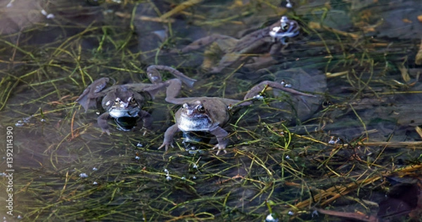 Fototapeta Mating frogs in a local pond
