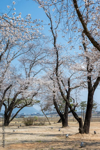 Fototapeta 익산 왕궁리유적