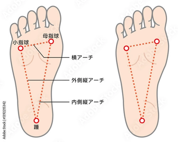 Obraz 足裏アーチの説明イラスト