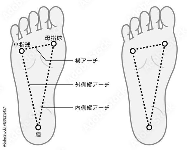 Obraz 足裏アーチの説明イラスト　モノトーン