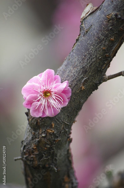 Obraz The plum blossom