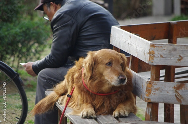 Obraz People and animals