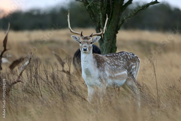 Fototapeta A fallow deer (Dama dama) standing in a golden field of tall grass during winter. The Amsterdamse Waterleidingduinen in Duizendmeterweg, Bentveld, The Netherlands. 