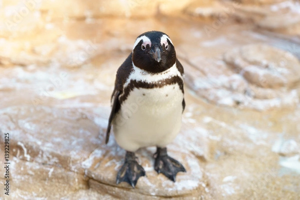 Obraz ケープペンギン　神戸どうぶつ王国