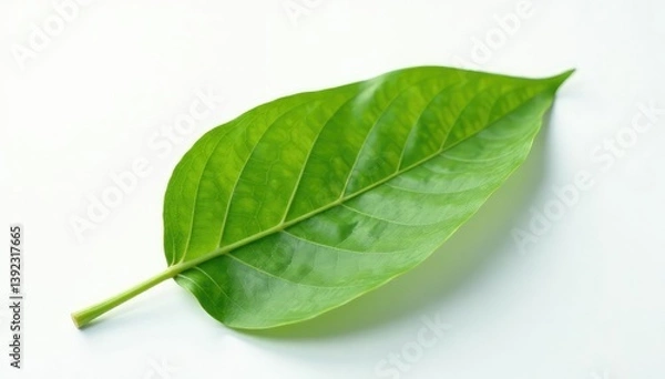 Obraz A single leaf isolated on a white background with subtle texture and veins visible, flower, background