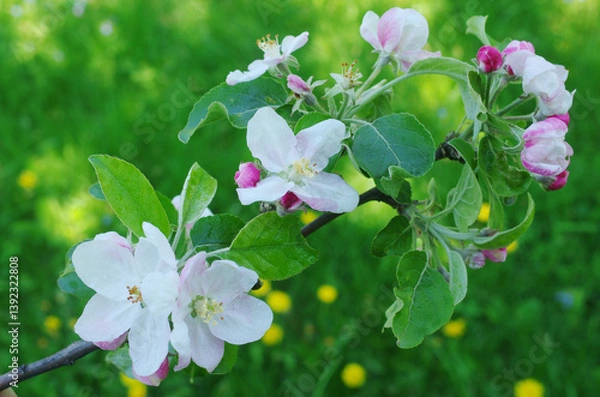 Fototapeta Blooming apple tree branch against the background of grass and greenery.