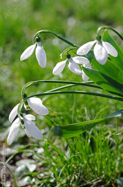 Fototapeta White snowdrops against the background of grass and greenery