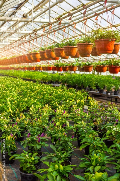 Fototapeta A large greenhouse filled with potted pepper plants along with rows of hanging pots filled with greenery.