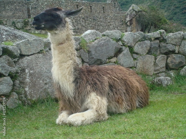 Fototapeta llama