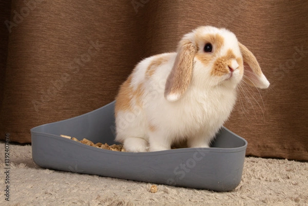 Obraz A bunny rabbit sits in his litter tray