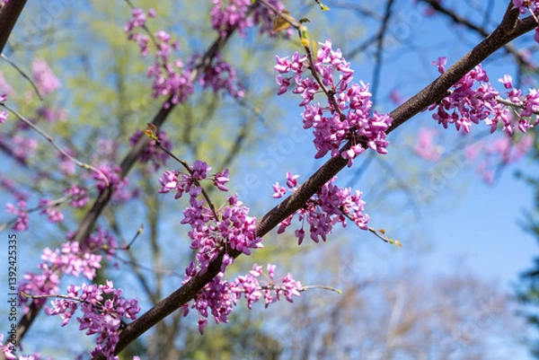 Fototapeta Virginia redbud branch