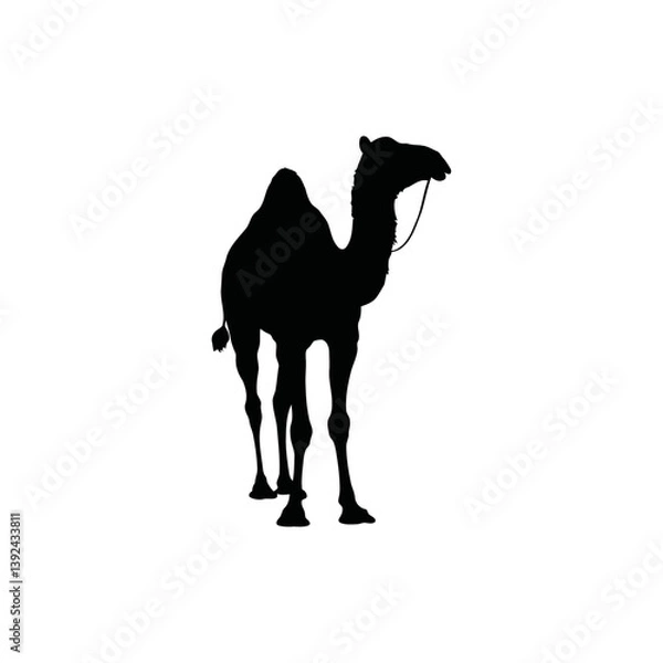 Obraz A black and white vector silhouette of a two-humped camel walking gracefully with a lifted head and curved neck on a white background.