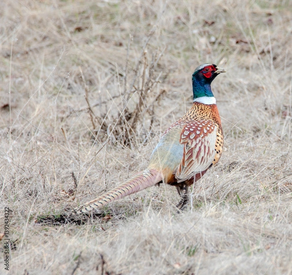 Obraz Pheasant Rooster