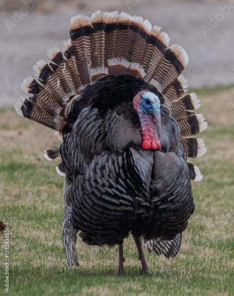 Obraz Wild Tom turkey