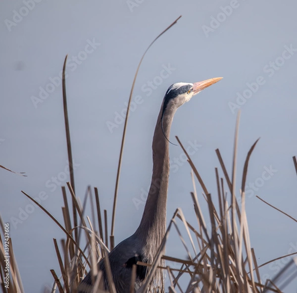 Obraz Great Blue Heron