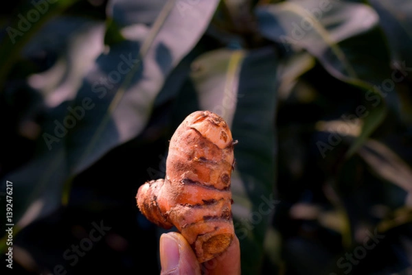 Obraz close-up of a hand holding a piece of fresh turmeric root