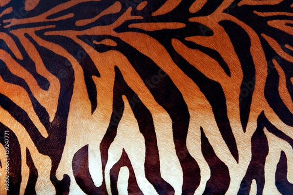Obraz texture pattern of tiger skin background for design