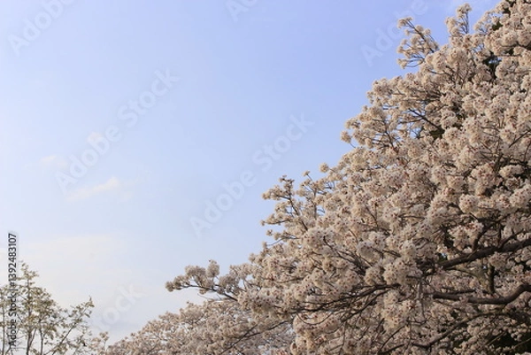 Obraz 桜さくらCherry春