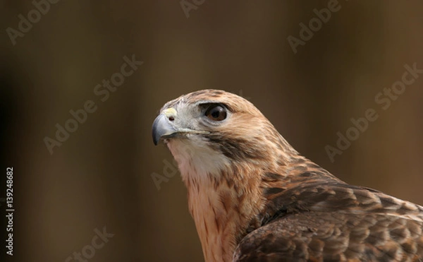 Fototapeta Hawk