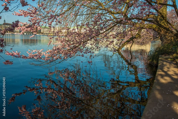 Obraz Spiegelung einer rosa Zierkirsche in der Alster in Hamburg