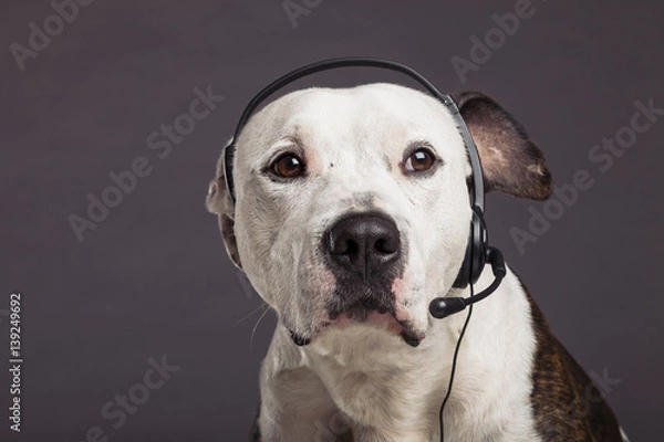 Obraz Service Representative Dog Talking on Headset Phone