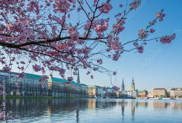 Obraz Kirschblüte an der Alster mit rosa Zierkirsche und Blick auf die Hamburger City