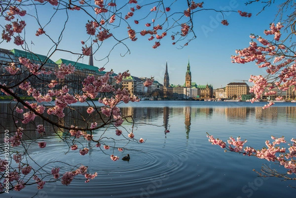 Obraz Kirschblüte an der Alster mit rosa Zierkirsche und Blick auf die Hamburger City
