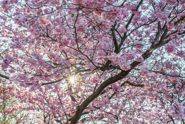 Obraz Die Sonne scheint durch einnen Baum mit rosa Kirschblüten im Frühling