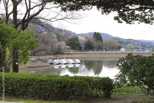 Fototapeta 白鳥ボート公園