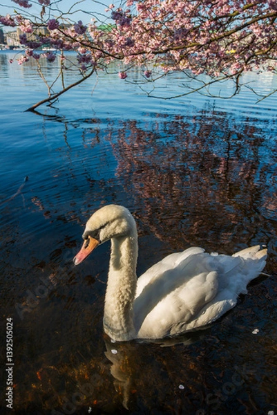 Obraz Alsterschwan mit rosa Kirschblüte an der Alster im Frühling