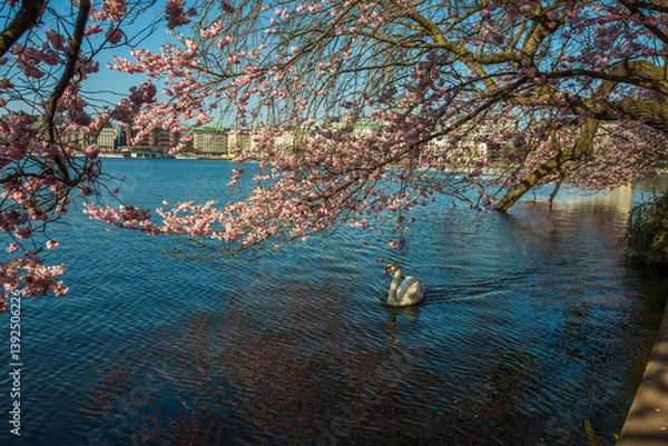 Obraz Alsterschwäne mit rosa Kirschblüte an der Alster im Frühling