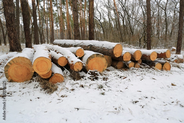 Obraz Pine logs under snow