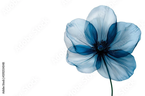 Fototapeta A unique blue poppy with delicate, translucent petals, isolated on a transparent background, PNG file.