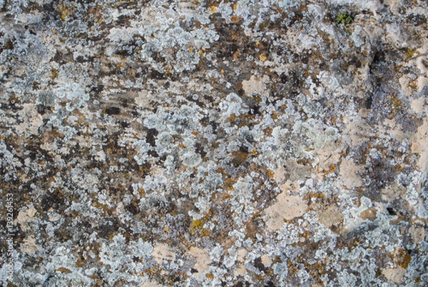 Fototapeta A close-up view of a stone, a stone background textured with moss.