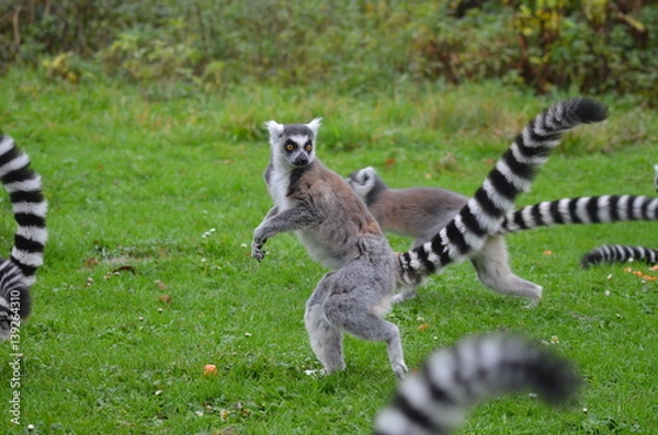 Obraz Group of ring-tailed lemurs running through a green meadow