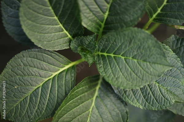 Obraz Hydrangea Leaves