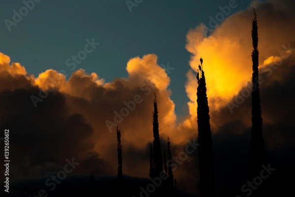 Obraz smoke from a fire