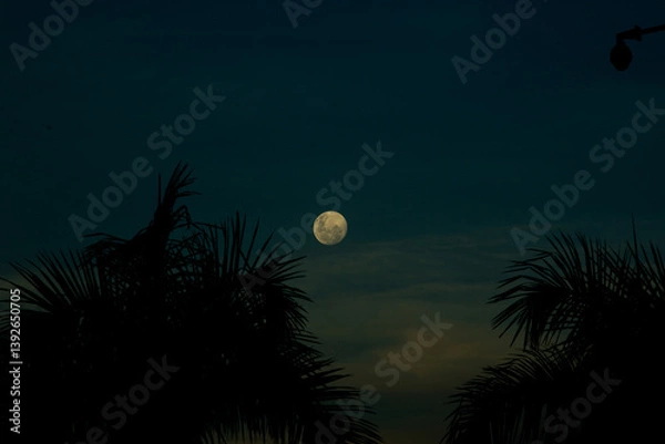 Obraz halloween night background