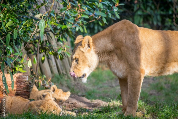 Obraz Lioness with cubs