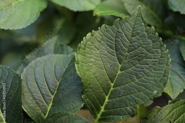 Obraz Hydrangea Leaves