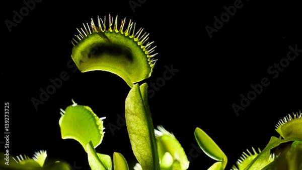 Fototapeta Venus Flytrap