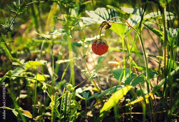 Obraz growing strawberries