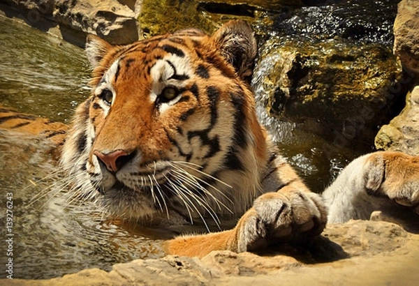 Obraz tiger bathing