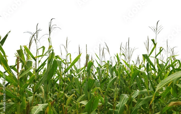 Fototapeta A field of corn is shown in full bloom
