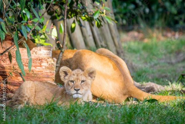 Obraz lion cub in the grass with lioness